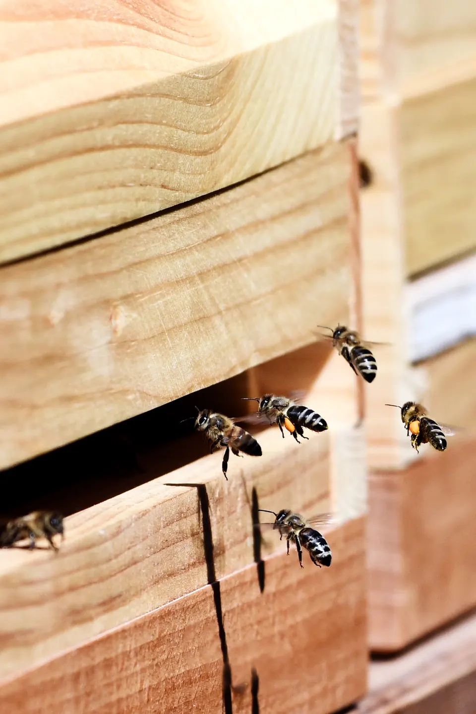 Bienen am Flugloch der Beuten in Brunn