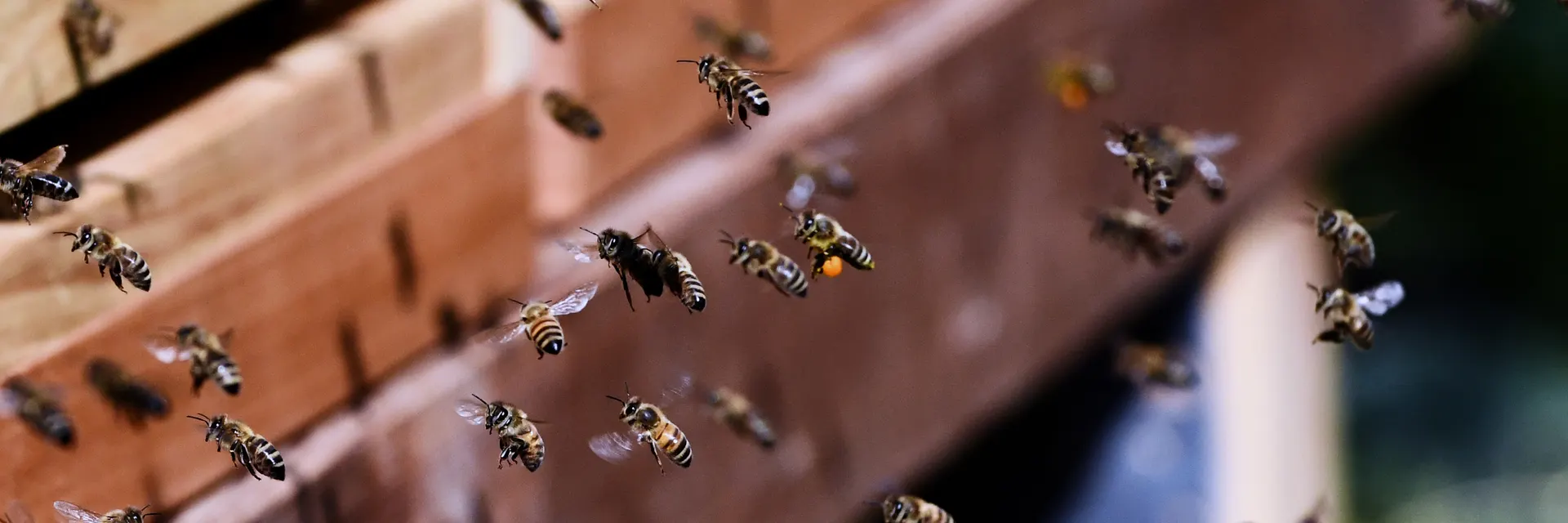 Bienen im Schwarm vor den Beuten in Brunn