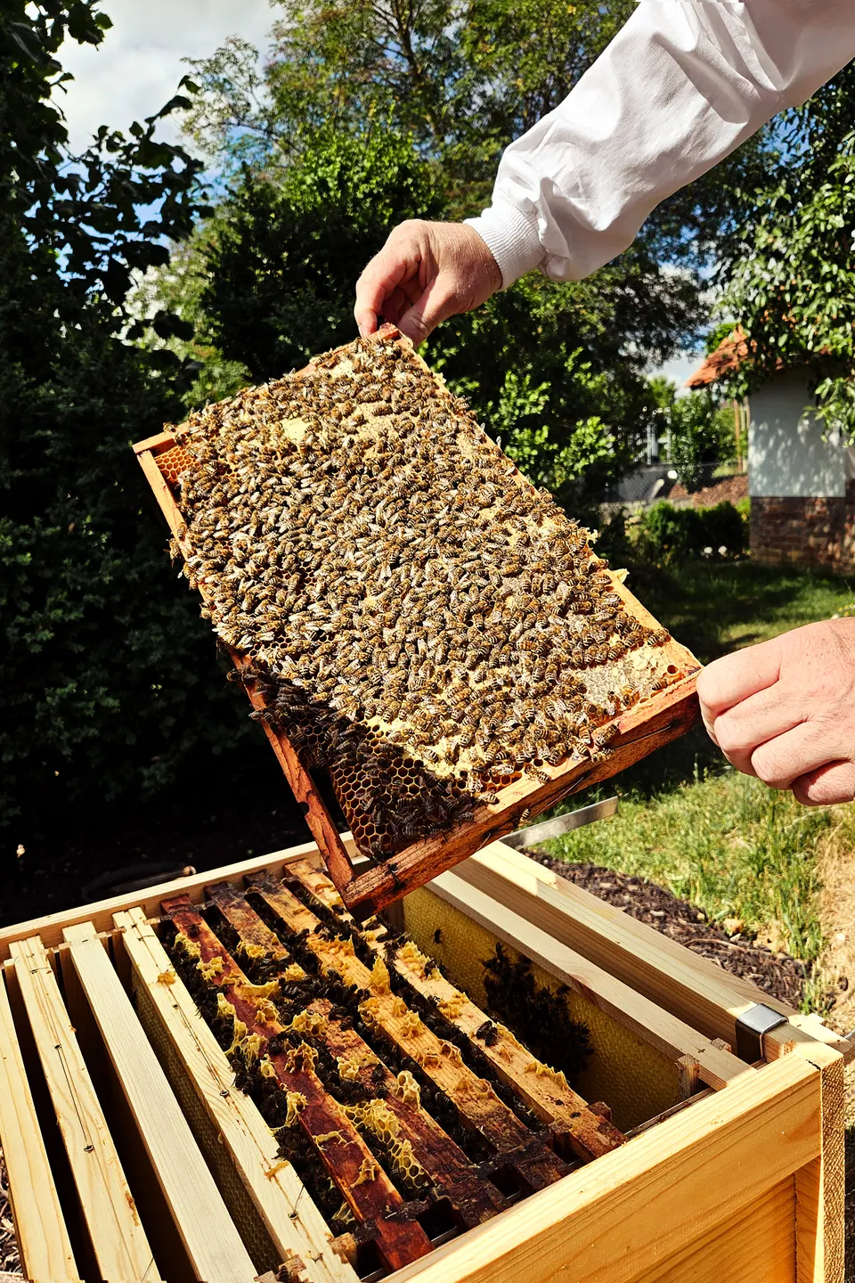 Wabenrahmen dicht besetzt mit Bienen wird bei der Völkerdurchsicht aus der Beute gehoben